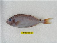 藏品(褐籃子魚)的圖片